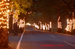 綠色隧道夜景(記者鄒宜姍攝)